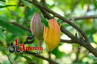 الشوكولاتة في خطر.. الأمطار الغزيرة تهدد محصول الكاكاو حول العالم