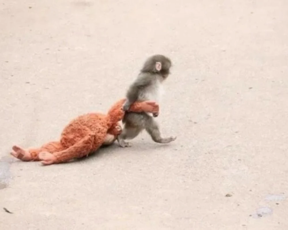 قصة أبهرت العالم.. دمية تصبح أما لقرد هجرته أمه بعد ولادته