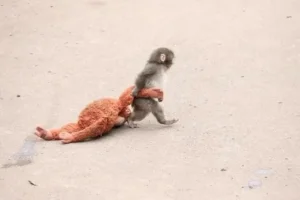 قصة أبهرت العالم.. دمية تصبح أما لقرد هجرته أمه بعد ولادته