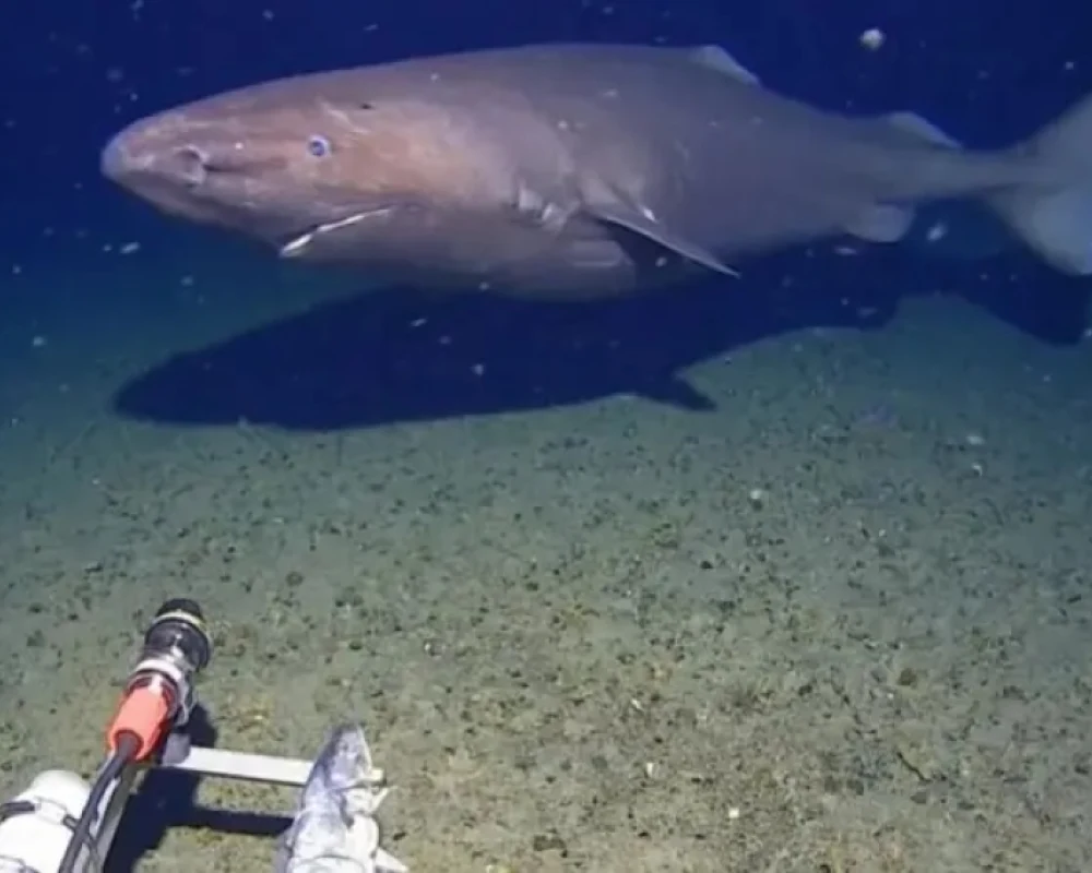 رصد القرش النائم في أحد أقسى الأماكن على وجه الأرض