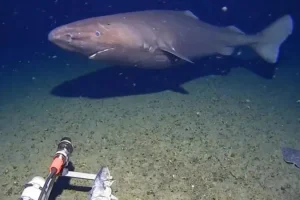 رصد القرش النائم في أحد أقسى الأماكن على وجه الأرض