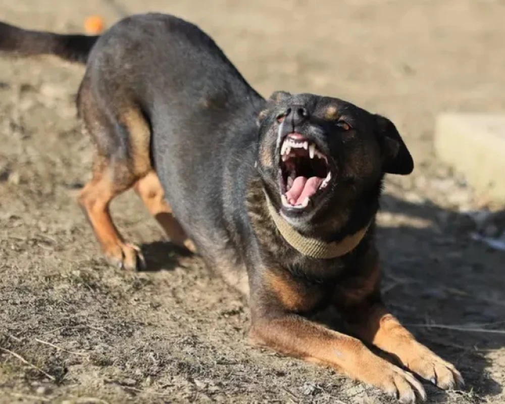 كلب مسعور يمزق أجساد 13 شخصاً في محافظة مصرية