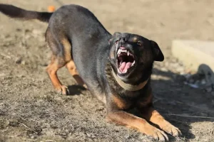 كلب مسعور يمزق أجساد 13 شخصاً في محافظة مصرية