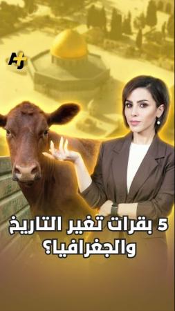 ما الرابط العجيب بين خمس بقرات حُمر جُلبت من مزارع تكساس، وبين صواريخ طهران وهدم الأقصى؟