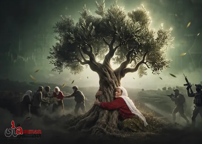 موسم الزيتون في فلسطين.. أشجار تنزف دما بدل الزيت