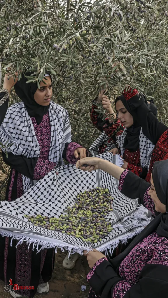 للفقراء والعاملين.. ماذا تعرف عن زيتون المسجد الأقصى ومن يقطفه؟