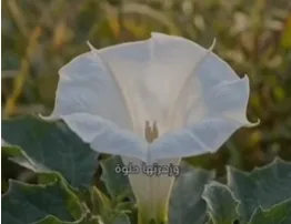 باحث يحذر من نبته خطيرة قاتلة في عمان